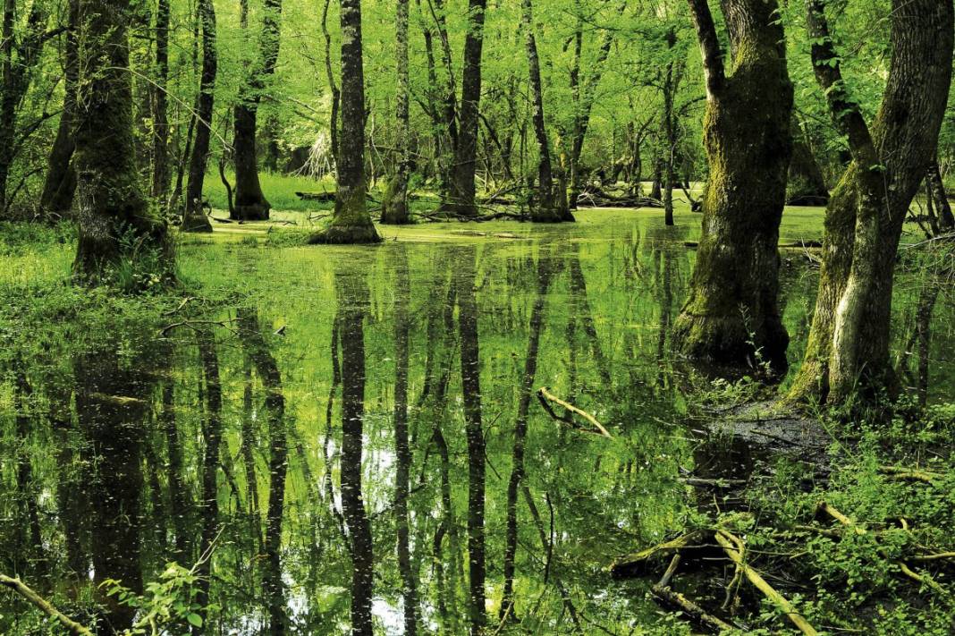 Sudaki orman. Dünyanın sayılı ormanlarından biri Türkiye’de 3